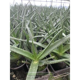 Aloe Vera 150Mm Pots Default Type