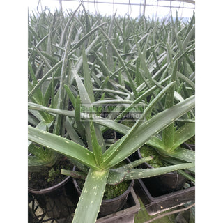 Aloe Vera 150Mm Pots Default Type