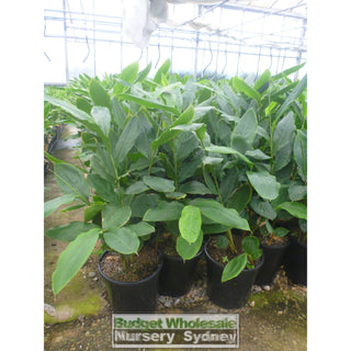 Alpinia Nutans 140Mm Pots - Dwarf Cardamom Default Type