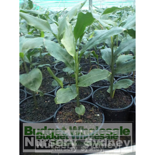 Alpinia Nutans 140Mm Pots - Dwarf Cardamom Default Type