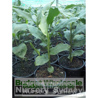 Alpinia Nutans 140Mm Pots - Dwarf Cardamom Default Type