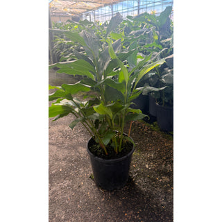Alpinia nutans 200mm / 5L pots - Dwarf Cardamom - Default type