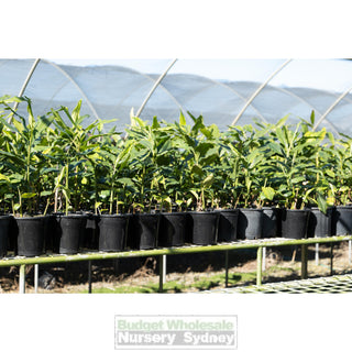 Alpinia Nutans 200Mm / 5L Pots - Dwarf Cardamom Default Type