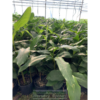 Alpinia Nutans 200Mm Pots - Dwarf Cardamom Default Type