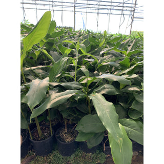 Alpinia Nutans 200Mm Pots - Dwarf Cardamom Default Type