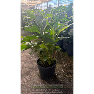 Alpinia nutans 200mm / 5L pots - Dwarf Cardamom - Default type