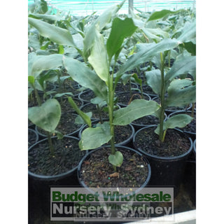 Alpinia Nutans 200Mm Pots - Dwarf Cardamom Default Type