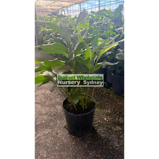 Alpinia nutans 200mm / 5L pots - Dwarf Cardamom - Default type
