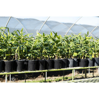 Alpinia Nutans 200Mm / 5L Pots - Dwarf Cardamom Default Type