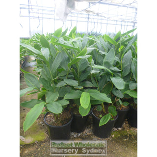 Alpinia Nutans 200Mm Pots - Dwarf Cardamom Default Type