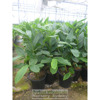 Alpinia Nutans 200Mm Pots - Dwarf Cardamom Default Type