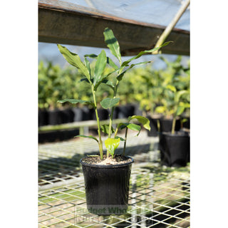 Alpinia Nutans 200Mm / 5L Pots - Dwarf Cardamom Default Type