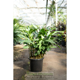 Alpinia Nutans Large 300Mm Pots - Dwarf Cardamom Default Type
