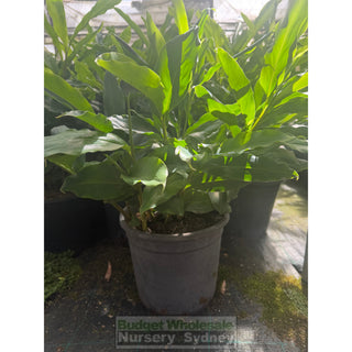 Alpinia nutans large 250mm pots - Dwarf Cardamom - Default type