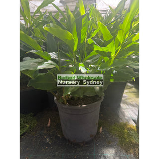 Alpinia nutans large 250mm pots - Dwarf Cardamom - Default type