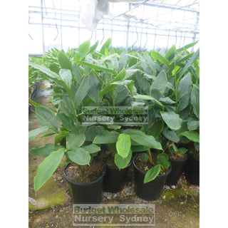 Alpinia Nutans Large 300Mm Pots - Dwarf Cardamom Default Type