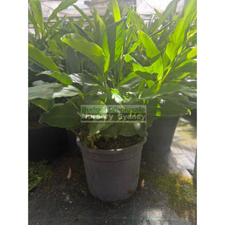 Alpinia nutans large 250mm pots - Dwarf Cardamom - Default type