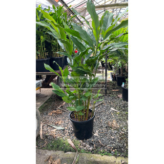 Alpinia Nutans Large 300Mm Pots - Dwarf Cardamom Default Type