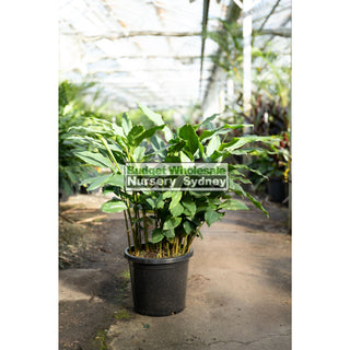 Alpinia Nutans Large 300Mm Pots - Dwarf Cardamom Default Type