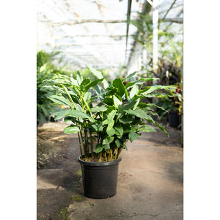 Alpinia Nutans Large 300Mm Pots - Dwarf Cardamom Default Type