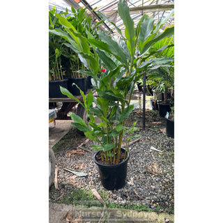 Alpinia Nutans Large 300Mm Pots - Dwarf Cardamom Default Type