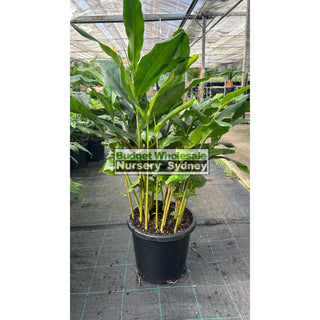 Alpinia Nutans Large 300Mm Pots - Dwarf Cardamom Default Type