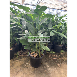 Alpinia Nutans Large 300Mm Pots - Dwarf Cardamom Default Type