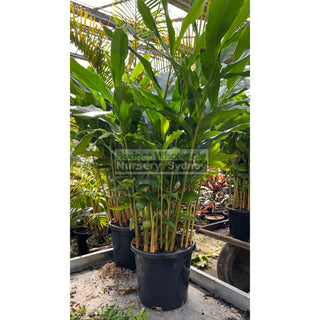 Alpinia Nutans Large 300Mm Pots - Dwarf Cardamom Default Type