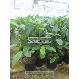 Alpinia Nutans Large 300Mm Pots - Dwarf Cardamom Default Type