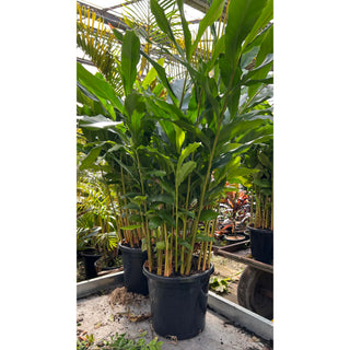 Alpinia Nutans Large 300Mm Pots - Dwarf Cardamom Default Type