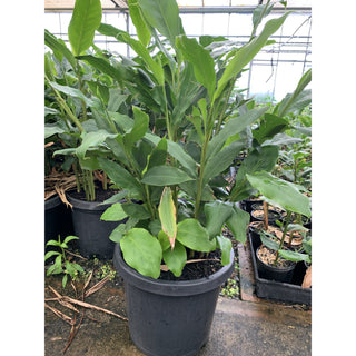 Alpinia Nutans Large 300Mm Pots - Dwarf Cardamom Default Type