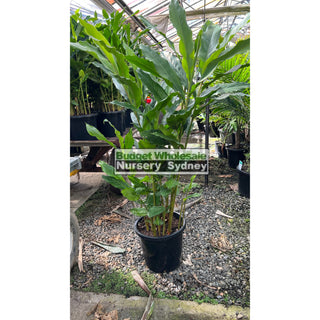 Alpinia Nutans Large 300Mm Pots - Dwarf Cardamom Default Type