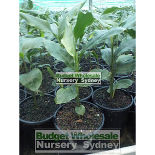 Alpinia Nutans Large 300Mm Pots - Dwarf Cardamom Default Type
