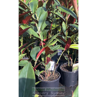 Alpinia Redback 170mm/200mm pots Default type