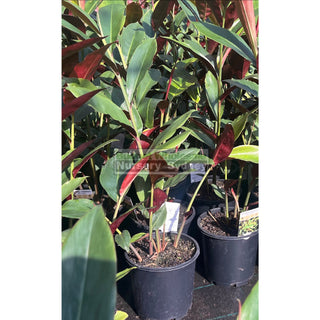 Alpinia Redback 170mm/200mm pots Default type