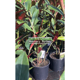Alpinia Redback 170mm/200mm pots Default type