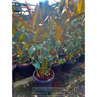 Alpinia Redback 300Mm Pots Default Type