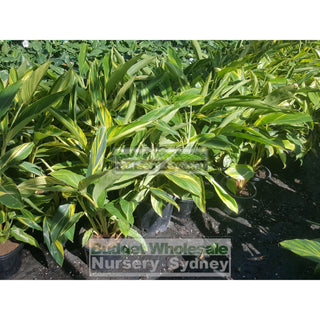 Alpinia Zerumbet Variegata 200Mm Default Type