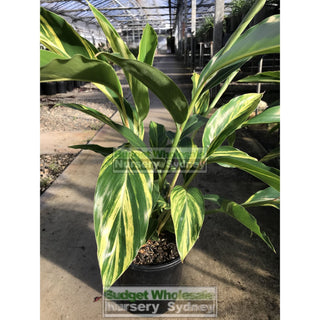 Alpinia Zerumbet Variegata 200Mm Default Type
