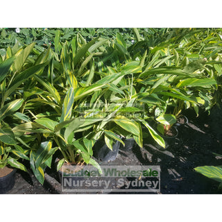 Alpinia Zerumbet Variegata 200Mm Default Type