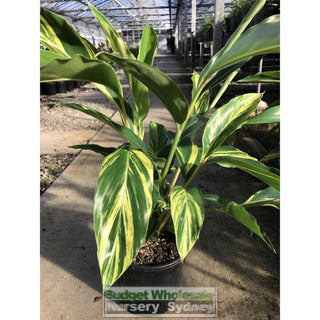 Alpinia Zerumbet Variegata 200Mm Default Type