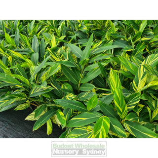 Alpinia Zerumbet Variegata 200Mm Default Type