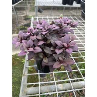 Alternanthera Little Ruby 140Mm Pots Gift Card