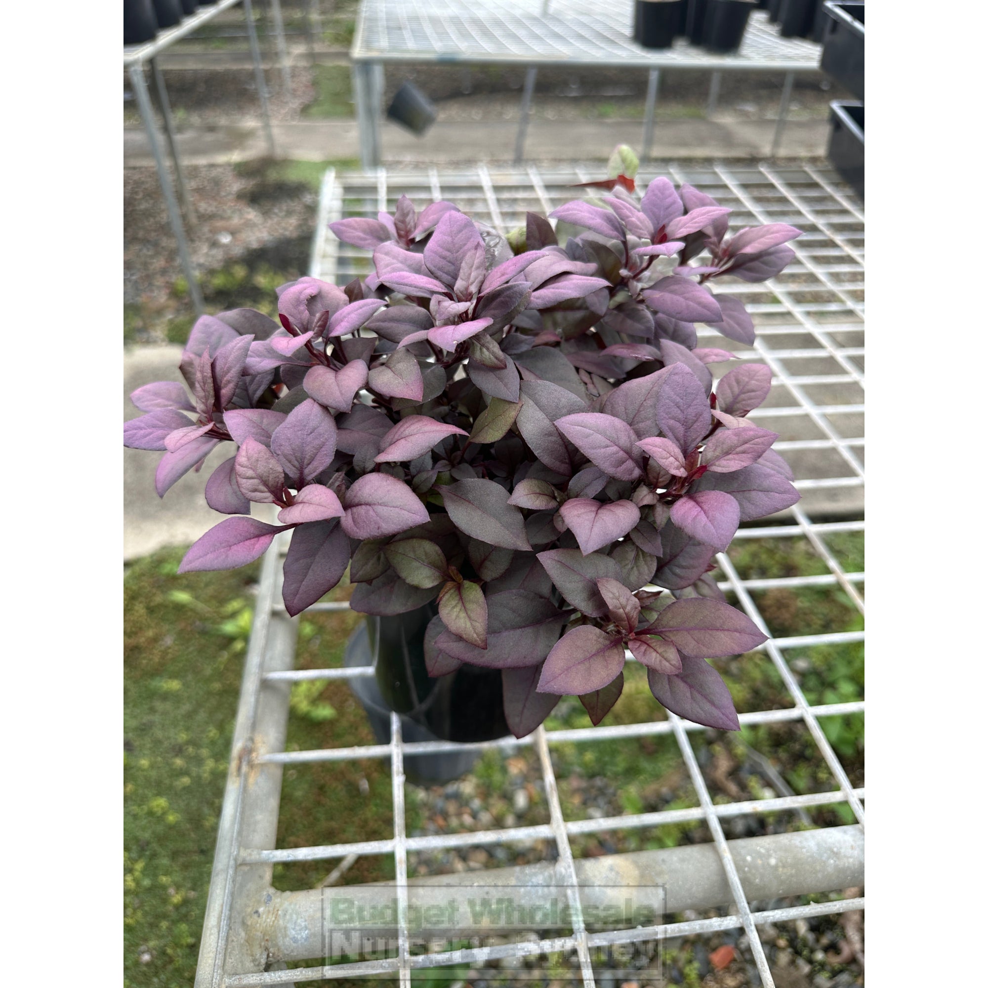 Alternanthera Little Ruby 140mm pots – BUDGET WHOLESALE NURSERY SYDNEY