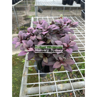 Alternanthera Little Ruby 140Mm Pots Gift Card