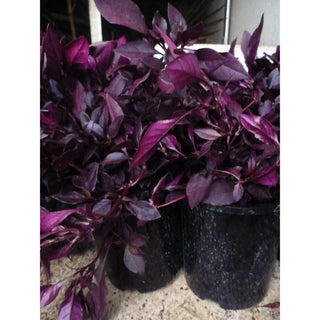 Alternanthera Little Ruby 140Mm Pots Gift Card