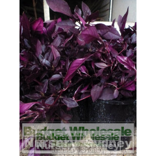 Alternanthera Little Ruby Large 170Mm Pots Gift Card