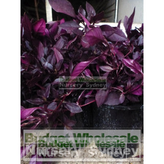 Alternanthera Little Ruby Large 170Mm Pots Gift Card