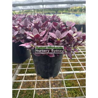 Alternanthera Little Ruby Large 170Mm/200Mm Pots Gift Card