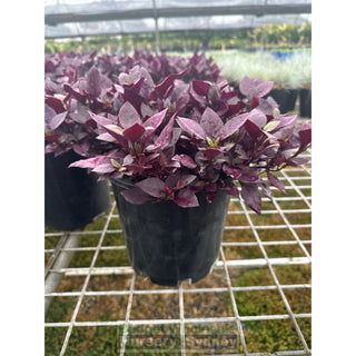 Alternanthera Little Ruby Large 170Mm/200Mm Pots Gift Card